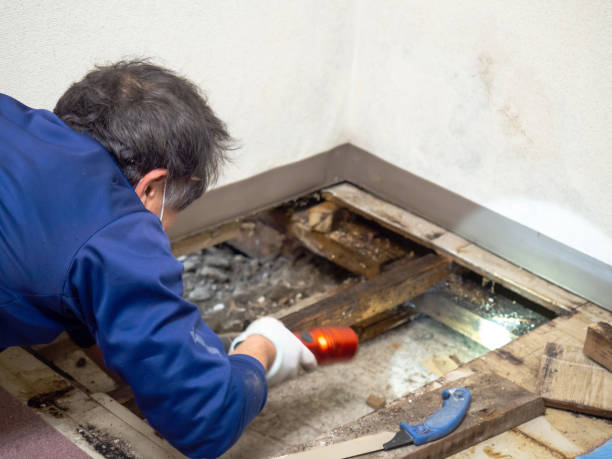 Best DIY Mold Remediation Support Services in Keeseville, NY